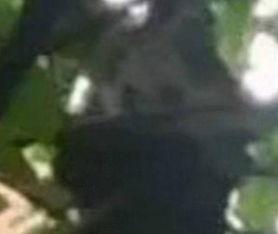 爆料潮汕熊猫视频在线观看 第2张 爆料潮汕熊猫视频在线观看 第2张