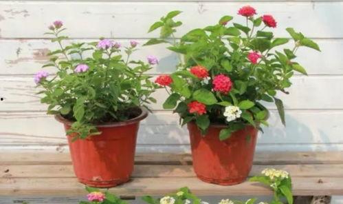 昆明渣男爆料事件视频最新,揭秘一段不堪入目的感情纠葛  第1张