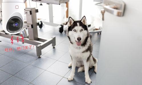 韩国哈士奇爆料视频播放,哈士奇爆料视频引发网友热议,揭秘真实韩国生活 第1张 韩国哈士奇爆料视频播放,哈士奇爆料视频引发网友热议,揭秘真实韩国生活 第1张